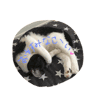 のびーむ（個別スタンプ：17）