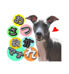 イタグレ ロア（個別スタンプ：1）