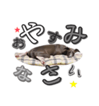 イタグレ ロア（個別スタンプ：8）