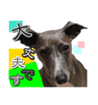 イタグレ ロア（個別スタンプ：10）