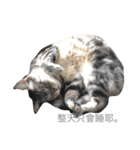 Two cats, BONNIE ＆ NIBOW（個別スタンプ：5）