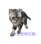 Two cats, BONNIE ＆ NIBOW（個別スタンプ：6）