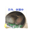 ハリネズミのビビとナツ（個別スタンプ：1）