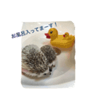 ハリネズミのビビとナツ（個別スタンプ：3）