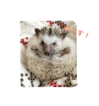 ハリネズミのビビとナツ（個別スタンプ：5）