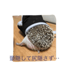 ハリネズミのビビとナツ（個別スタンプ：7）
