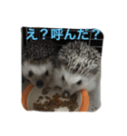 ハリネズミのビビとナツ（個別スタンプ：8）