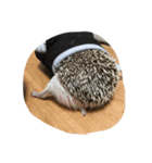 ハリネズミのビビとナツ（個別スタンプ：12）