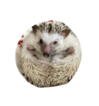 ハリネズミのビビとナツ（個別スタンプ：13）