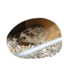 ハリネズミのビビとナツ（個別スタンプ：15）