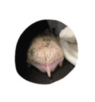 ハリネズミのビビとナツ（個別スタンプ：16）