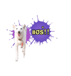gangster doggy（個別スタンプ：4）