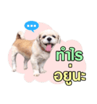 gangster doggy（個別スタンプ：11）