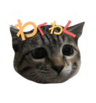 うちのねこちゃんず【普段使い】（個別スタンプ：3）