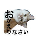 うちのねこちゃんず【普段使い】（個別スタンプ：6）