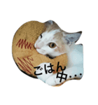 うちのねこちゃんず【普段使い】（個別スタンプ：7）