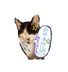 ハチワレきじとら※ルイとるるの日常（個別スタンプ：2）