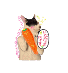 ハチワレきじとら※ルイとるるの日常（個別スタンプ：3）