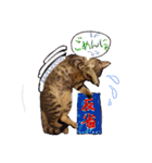ハチワレきじとら※ルイとるるの日常（個別スタンプ：6）