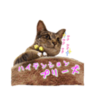 ハチワレきじとら※ルイとるるの日常（個別スタンプ：8）
