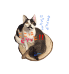 ハチワレきじとら※ルイとるるの日常（個別スタンプ：23）