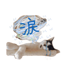 ハチワレきじとら※ルイとるるの日常（個別スタンプ：35）