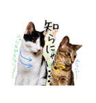 ハチワレきじとら※ルイとるるの日常（個別スタンプ：37）