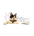 ハチワレきじとら※ルイとるるの日常（個別スタンプ：39）