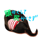 toy man beck（個別スタンプ：5）