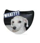 Pao Pao Poodle（個別スタンプ：1）