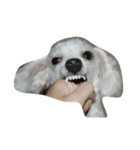 Pao Pao Poodle（個別スタンプ：4）