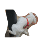 Pao Pao Poodle（個別スタンプ：6）