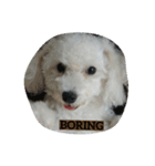 Pao Pao Poodle（個別スタンプ：7）
