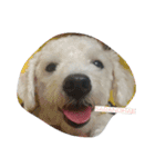 Pao Pao Poodle（個別スタンプ：8）