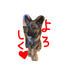 雑種犬半兵衛（個別スタンプ：6）