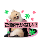 リアルDOG ポメラニアンCOCOまだ赤ちゃん（個別スタンプ：2）