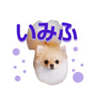 リアルDOG ポメラニアンCOCOまだ赤ちゃん（個別スタンプ：3）