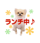 リアルDOG ポメラニアンCOCOまだ赤ちゃん（個別スタンプ：7）