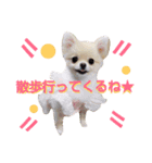 リアルDOG ポメラニアンCOCOまだ赤ちゃん（個別スタンプ：10）