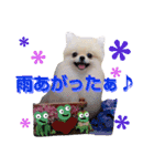 リアルDOG ポメラニアンCOCOまだ赤ちゃん（個別スタンプ：12）