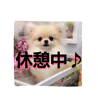 リアルDOG ポメラニアンCOCOまだ赤ちゃん（個別スタンプ：14）