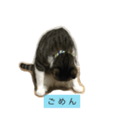 LEON And anko（個別スタンプ：3）