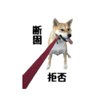 柴犬きゅうちゃん（個別スタンプ：1）