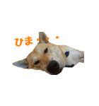 柴犬きゅうちゃん（個別スタンプ：3）