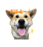 柴犬きゅうちゃん（個別スタンプ：4）