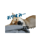 柴犬きゅうちゃん（個別スタンプ：5）