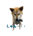 柴犬きゅうちゃん（個別スタンプ：6）