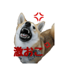 柴犬きゅうちゃん（個別スタンプ：8）