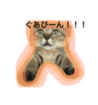 とらじろうの色々な顔（個別スタンプ：5）