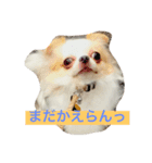 チワワのきょうだい（個別スタンプ：1）